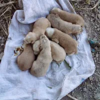 سگ .|سگ|علی‌آباد کتول, |دیوار