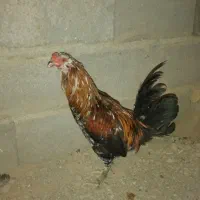 خروس