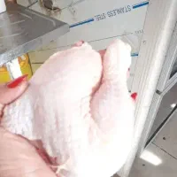 قطعه بندی مرغ تازه