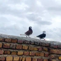 کبوتر باخت رفته