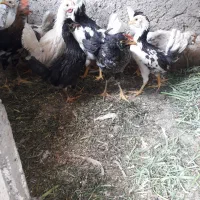 مرغ دوتک یانیمچه گلین
