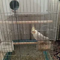 عروس هلندی ماده مست