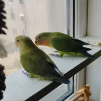 جوجه کوتوله برزیلی