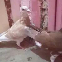 جفت کاکلی نروماده