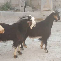 کهره نر