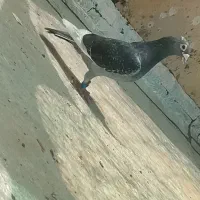کفتر