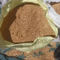 گندم درجه ۱