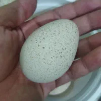 تخم بوقلمون محلی