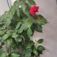 گل خانگی|گل و گیاه طبیعی|کرمانشاه, |دیوار