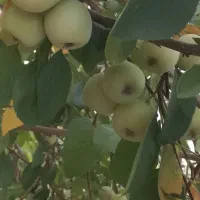 سیب درختی