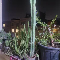کاکتوس|گل و گیاه طبیعی|بندرعباس, |دیوار