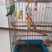 پرنده باقفس