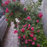 گل ملی