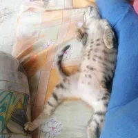 گربه|گربه|ساری, |دیوار
