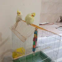 عروس هلندی