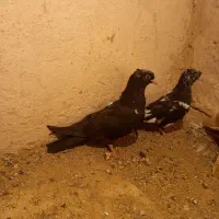 کبوتر نقش کله سیاه سینه ای