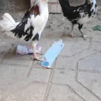 یک خروس چهل تاج ودوتامرغ نژادگلین خالصن خوش رنگ...
