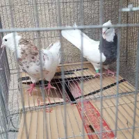 کبوتر طوقی