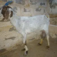 حیوانات