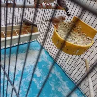 فنج|پرنده|اصفهان, کوجان|دیوار