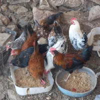 مرغ و خروس محلی