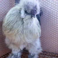 خروس ابریشمی
