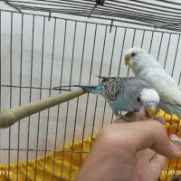 فروش مرغ عشق مولدو جوجه هاش