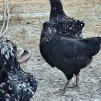 مرغ گلین خال سوزنی