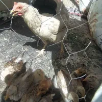 مرغ کپ با جوجه