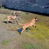 فروش سگ مالینویز نر وماده