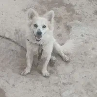 سگ پامر
