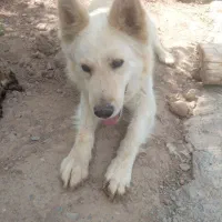 سگ دو نژاده ژرمن و هاسکی