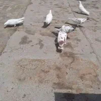کفتر