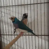 فنچ گلدین آبی
