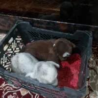 گوسفند فروشی