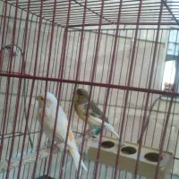 قناری|پرنده|رومشکان, |دیوار