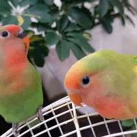طوطی برزیلی
