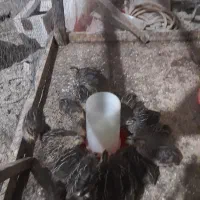 فروش بلدرچین