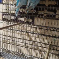 مرغ عشق نرماده اسپانگل