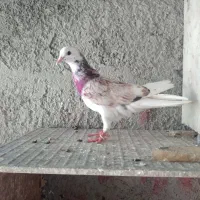 کفتر پرشی آسمون خراش