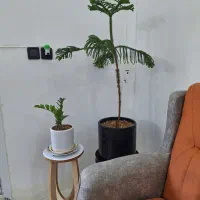 خانه-اجاره-ای-خیابان-مدرس-محله-کشتان-صاحب-زمان-23