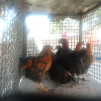 نیمچه مرغ