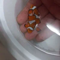 دلقک ابشور