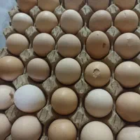 تخم مرغ فقط شانهای 500هزارتاریخ به روز خانگی