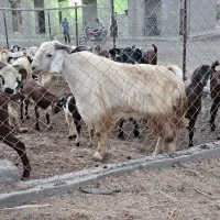 چوپان