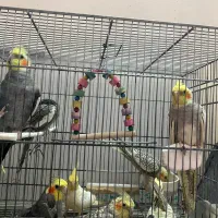 فروش عروس هلندی نر و ماده دستی