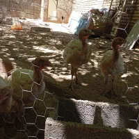 بوقلمون بیوتی