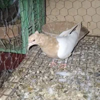 جمس