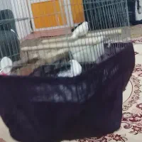 فنچ جفت