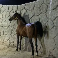 نریان دوساله ونیمه کره طوفان کیانی معاوضه با الاغ